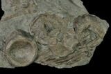 Plate of Fossil Ichthyosaur Bones - Germany #150337-1